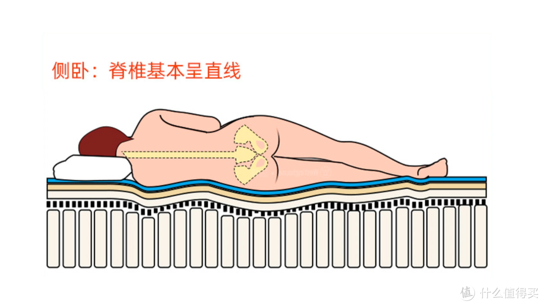 正常人平躺脊椎形状图图片