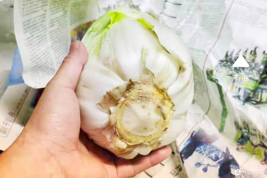 冬季囤白菜 不能放冰箱 教你3个储存小妙招 让大白菜数月新鲜 生鲜食品 什么值得买 冬季囤白菜 不能放冰箱 教你3个储存小妙招 让大白菜数月新鲜 生鲜食品 什么值得买