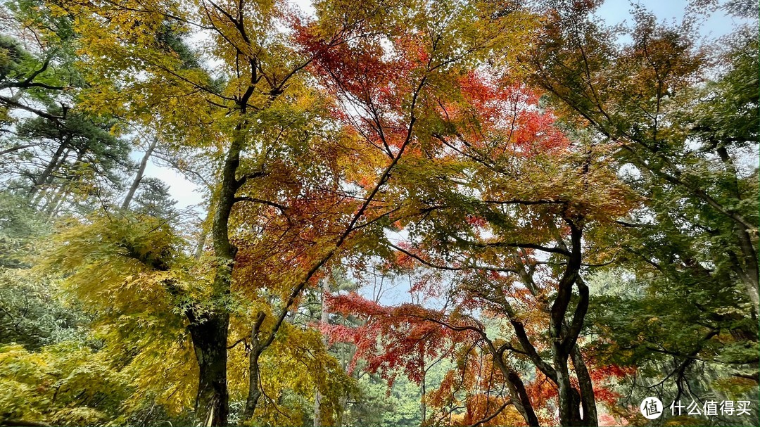 秋风起，又是一年枫叶红