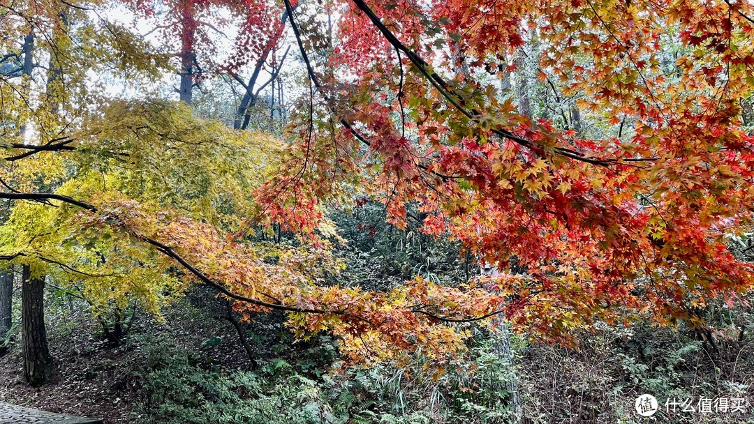 秋风起，又是一年枫叶红