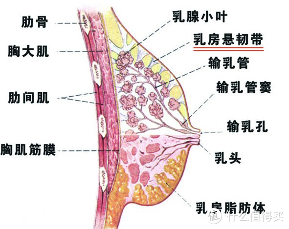 女生千万别忽视的运动装备，运动内衣选购不完全攻略