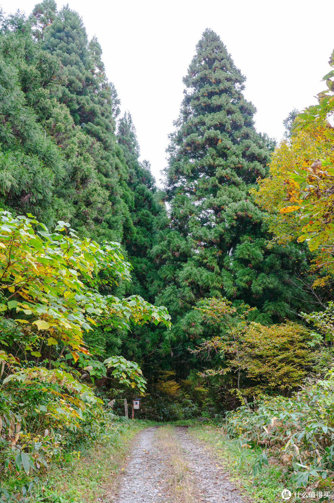 秋登燕三条白根山看漫山红叶