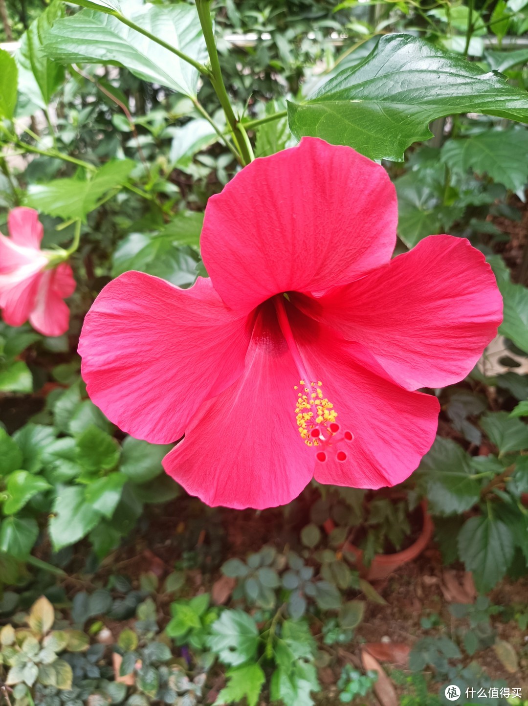 立冬后，珠三角某花园一角，繁花依旧系列-2