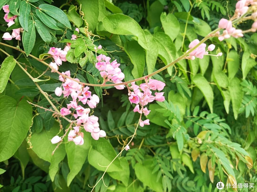 立冬后，珠三角某花园一角，繁花依旧系列-2