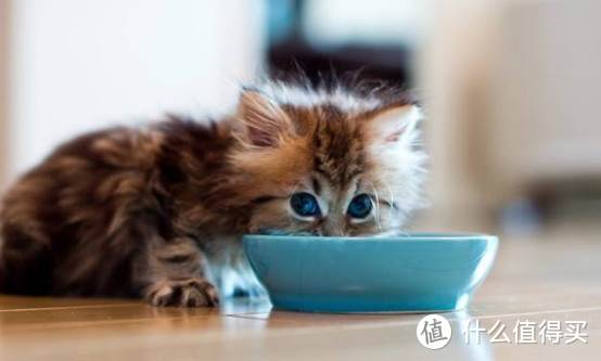 幼猫吃什么？幼猫猫粮怎么选？
