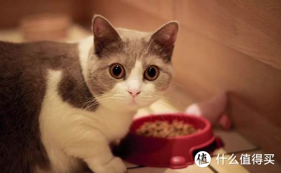 幼猫吃什么？幼猫猫粮怎么选？