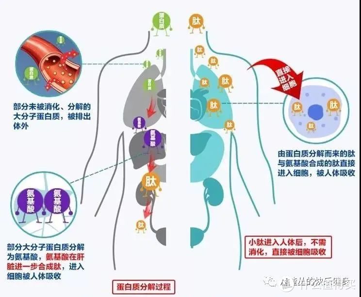 美容别再靠猪蹄！不用多花一分钱的护肤方案来了，手把手教会你！