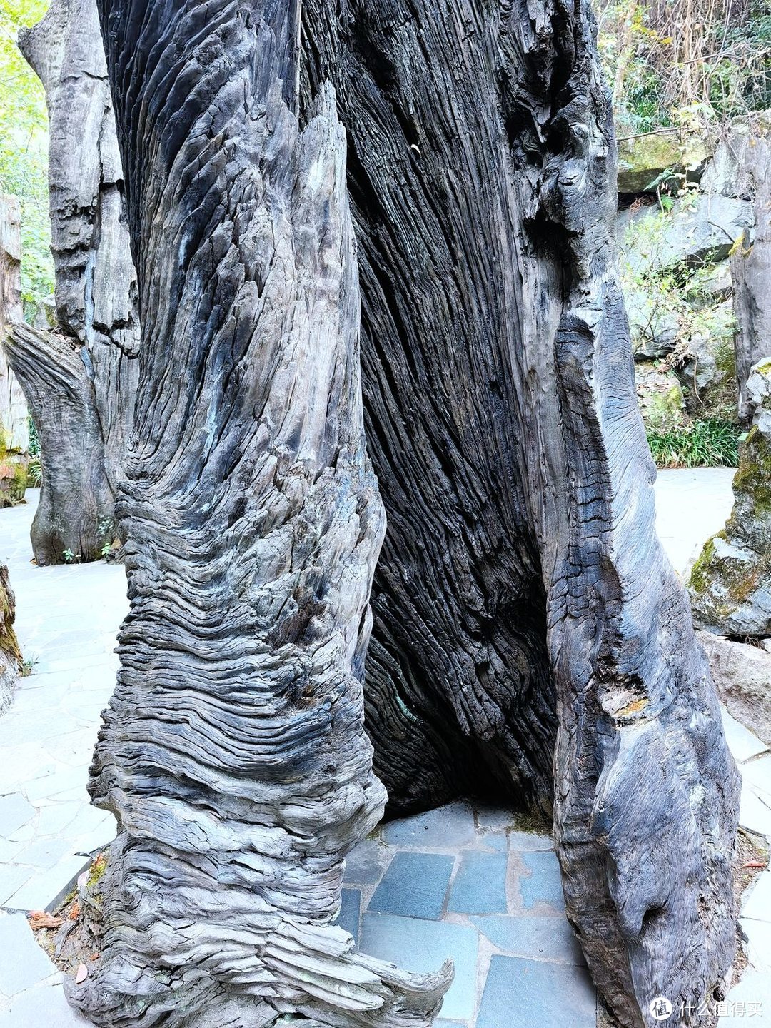 树根，树根，都是树根-根雕特色的5A级景区-开化 根宫佛国游记