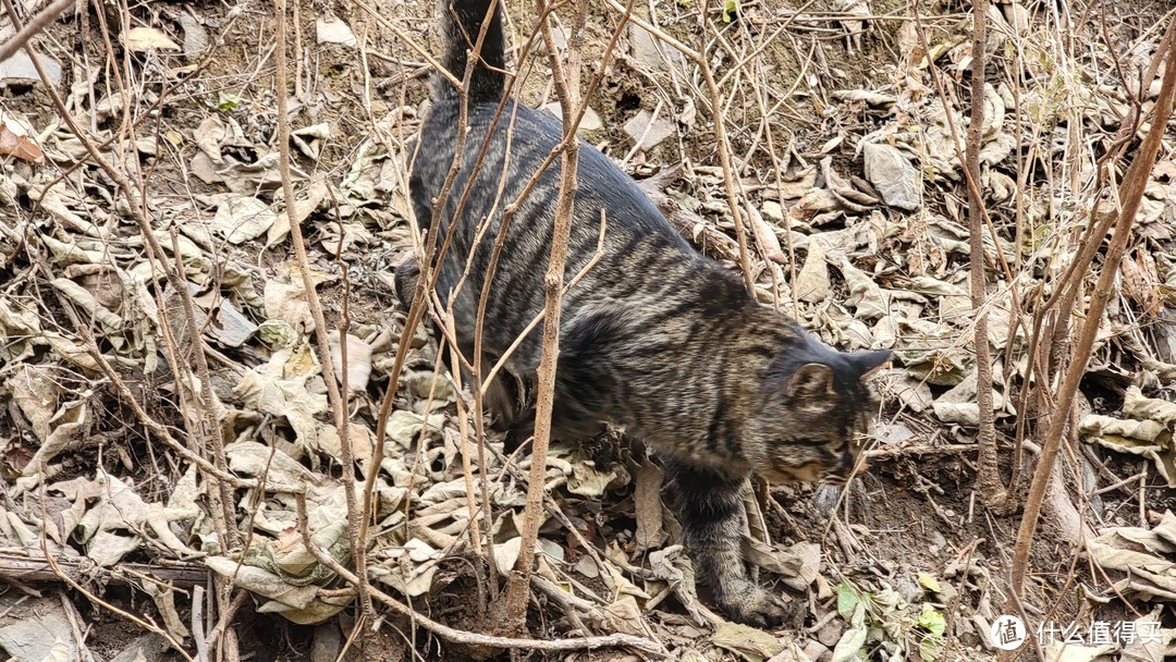 山间偶遇一只大肥猫，看来是被每天往来的驴友喂的这么肥