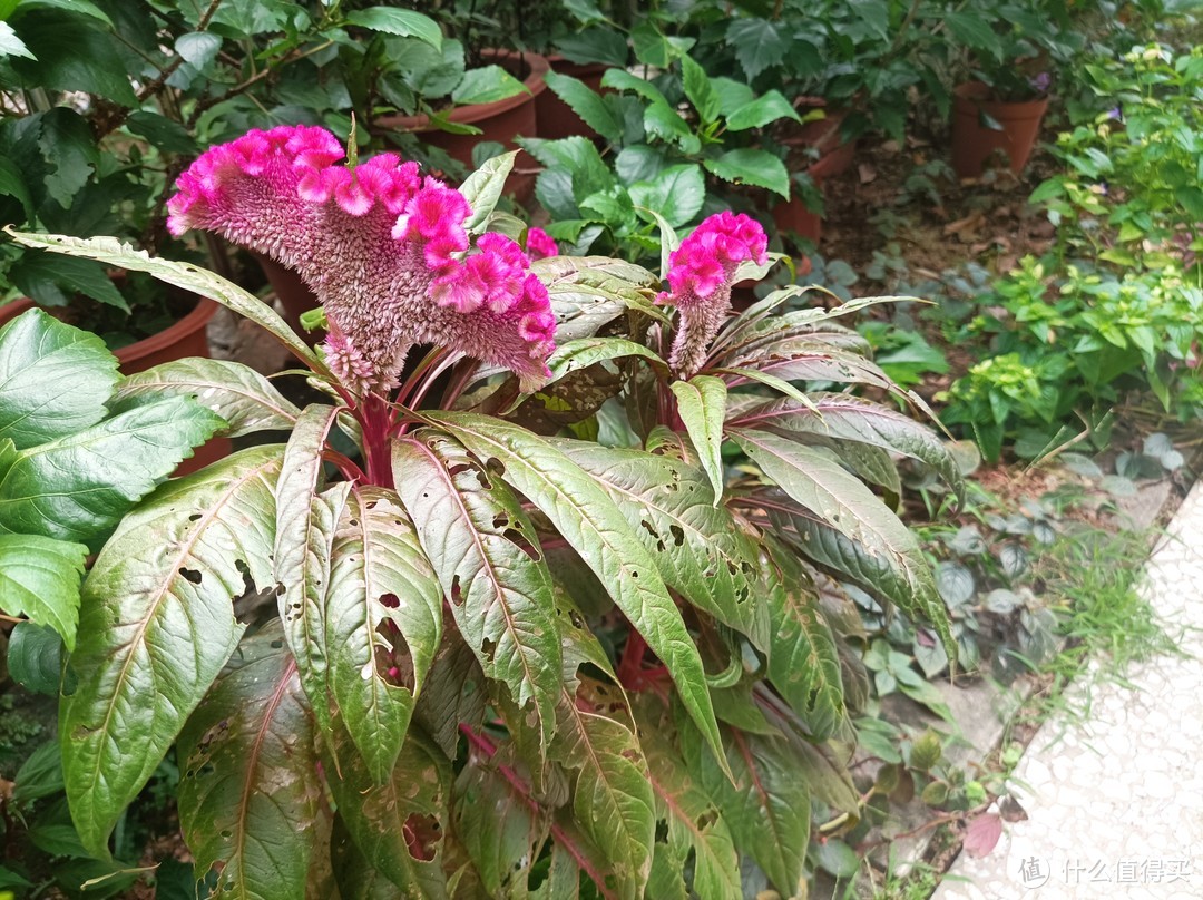 立冬后，珠三角某花园一角，繁花依旧系列-3