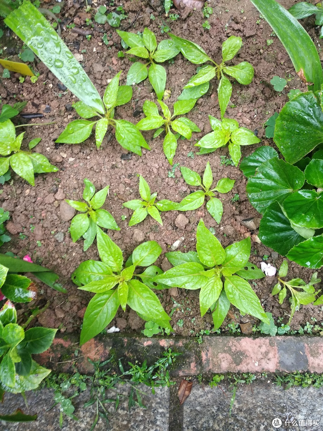 立冬后，珠三角某花园一角，繁花依旧系列-3