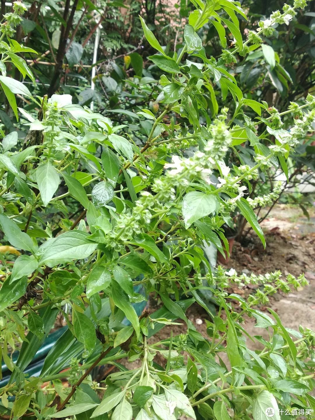 立冬后，珠三角某花园一角，繁花依旧系列-3