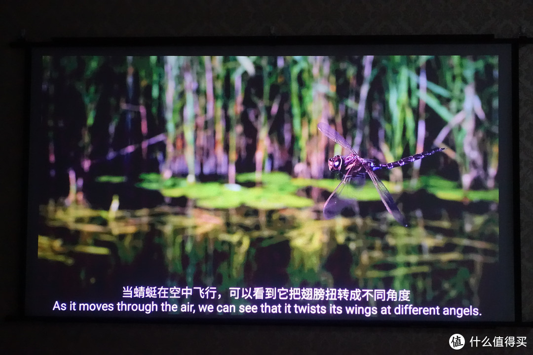 这是一部2010年出来的纪录片，720P的画质也能清晰还原到蜻蜓的透明羽翼都清晰可见