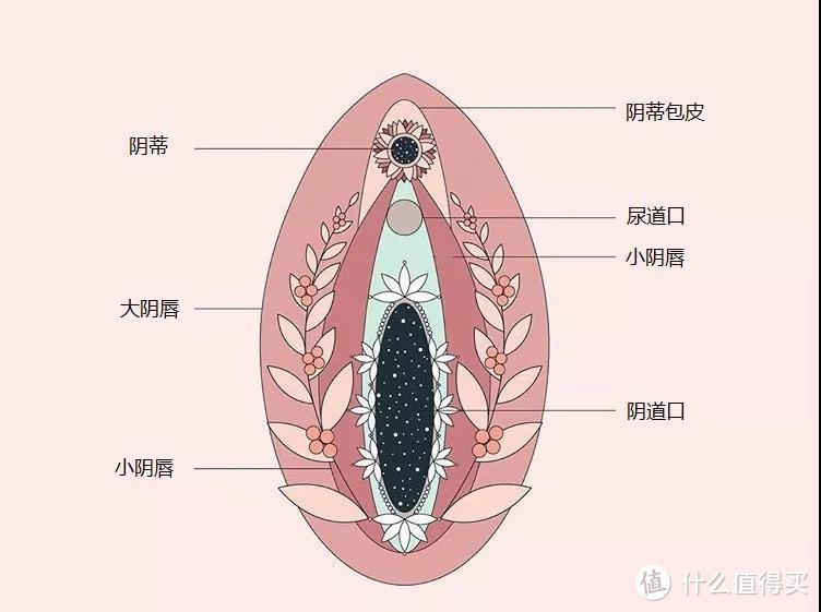 女性a点位置图片