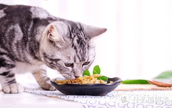 什么猫粮好，国产猫粮排行榜中的猫粮推荐