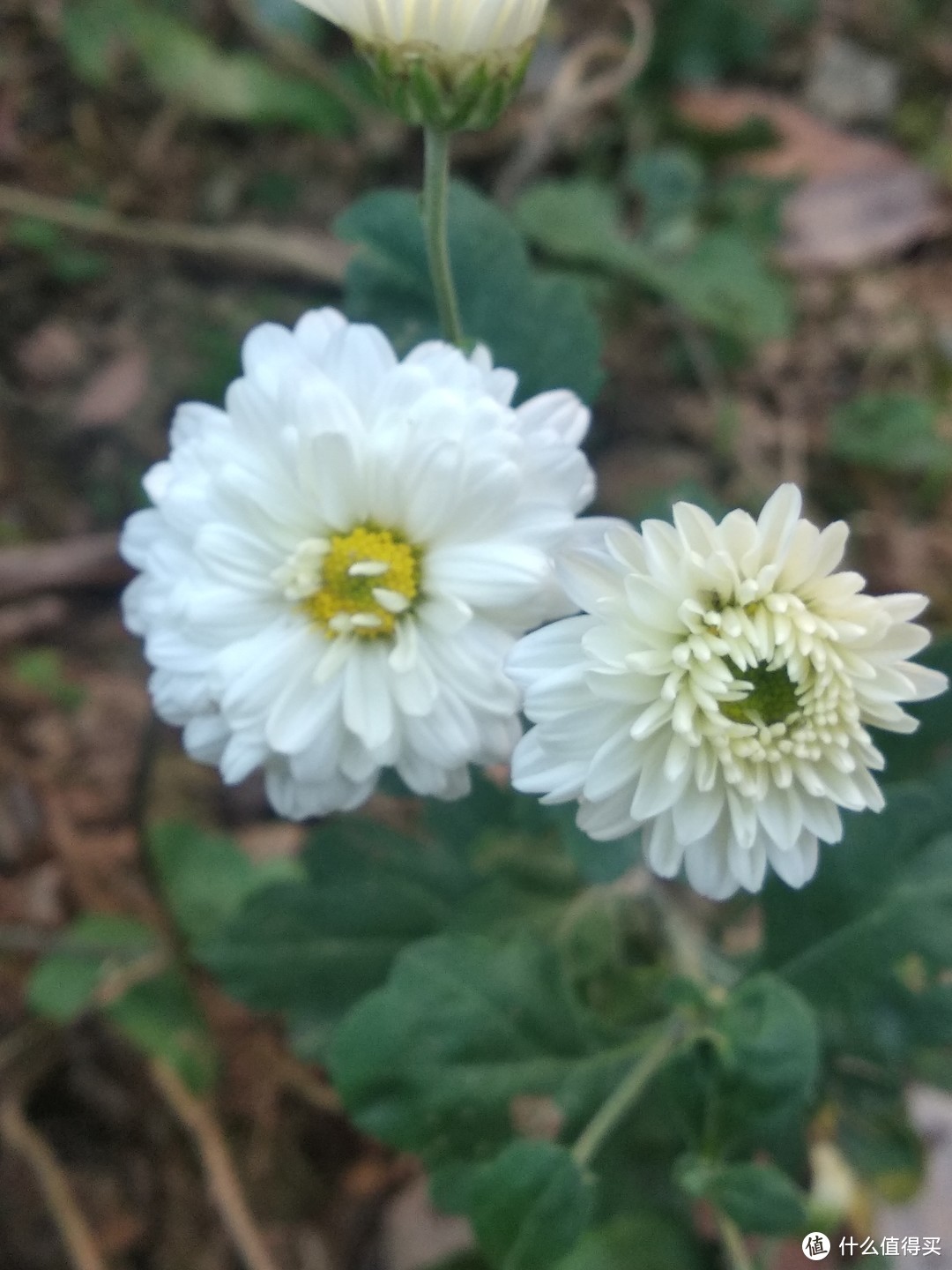 立冬后，珠三角某花园一角，繁花依旧系列-4