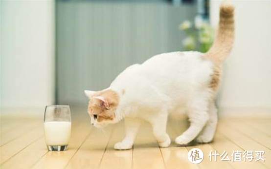 猫羊奶粉哪个品牌好？猫羊奶粉品牌排名了解一下