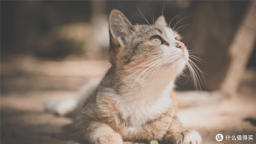 猫用羊奶粉食谱公开 在家也能DIY宠物美食