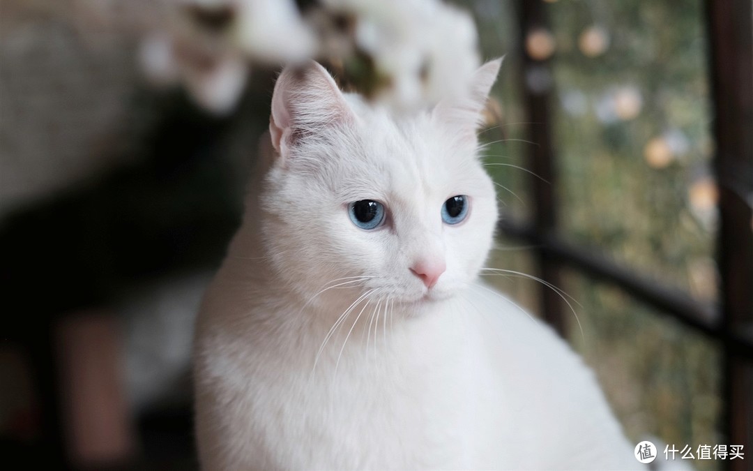 猫用羊奶粉食谱公开 在家也能DIY宠物美食