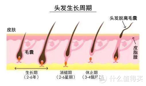 发际线由谁来拯救？三蛋丸可比落维B5赋活洗发水深度使用体验，闭眼入！