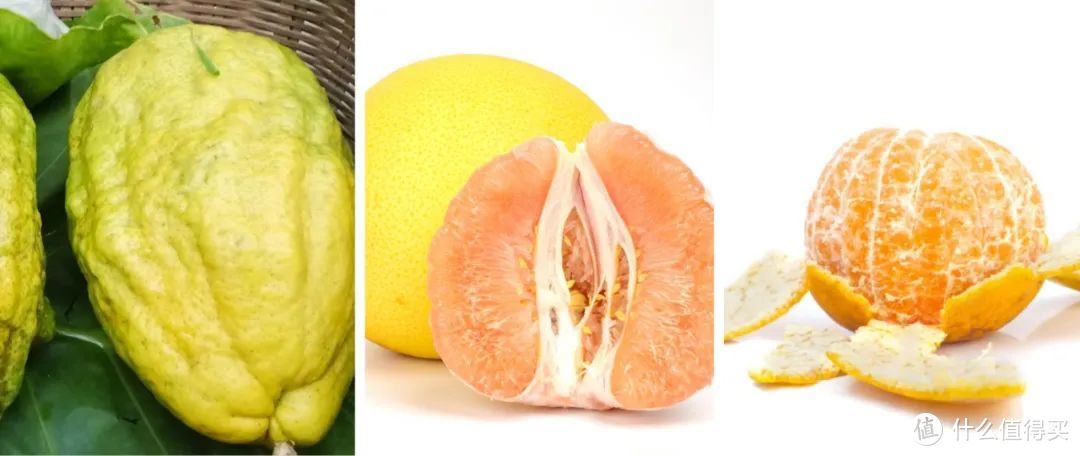 从左到右依次为：香橼、柚、宽皮橘。©图虫创意