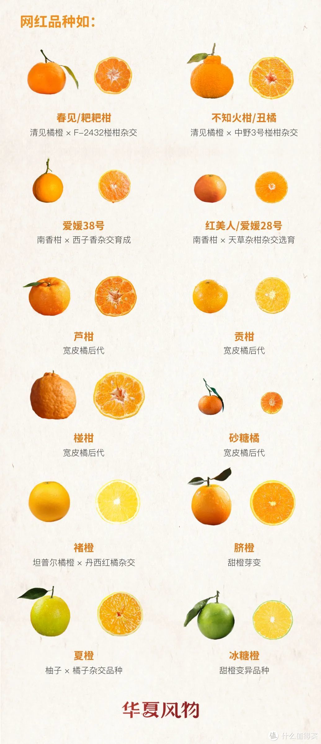 柑橘家族谱系草图©华夏风物