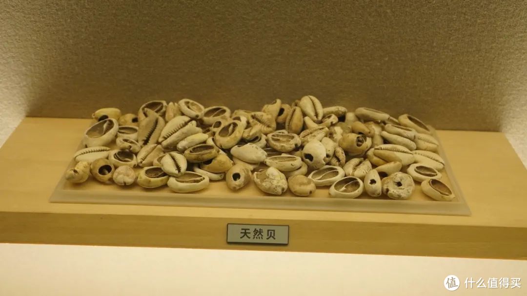 来自博物馆中与“钱币历史”有关展览中陈列的天然贝类 ©️图虫创意