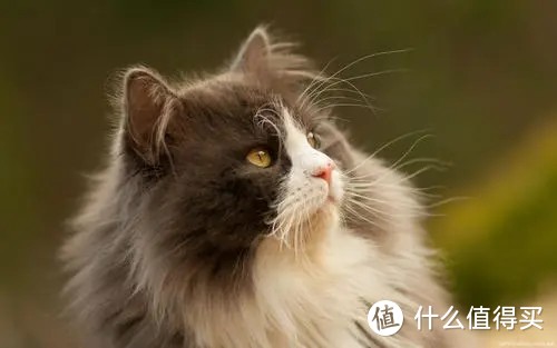 为什么给猫吃维生素？猫维生素该如何补充？