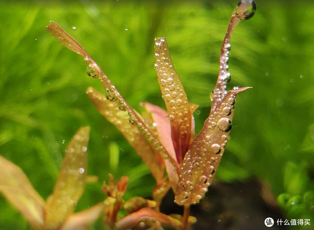 换泥Day10水草上充满了氧气泡泡