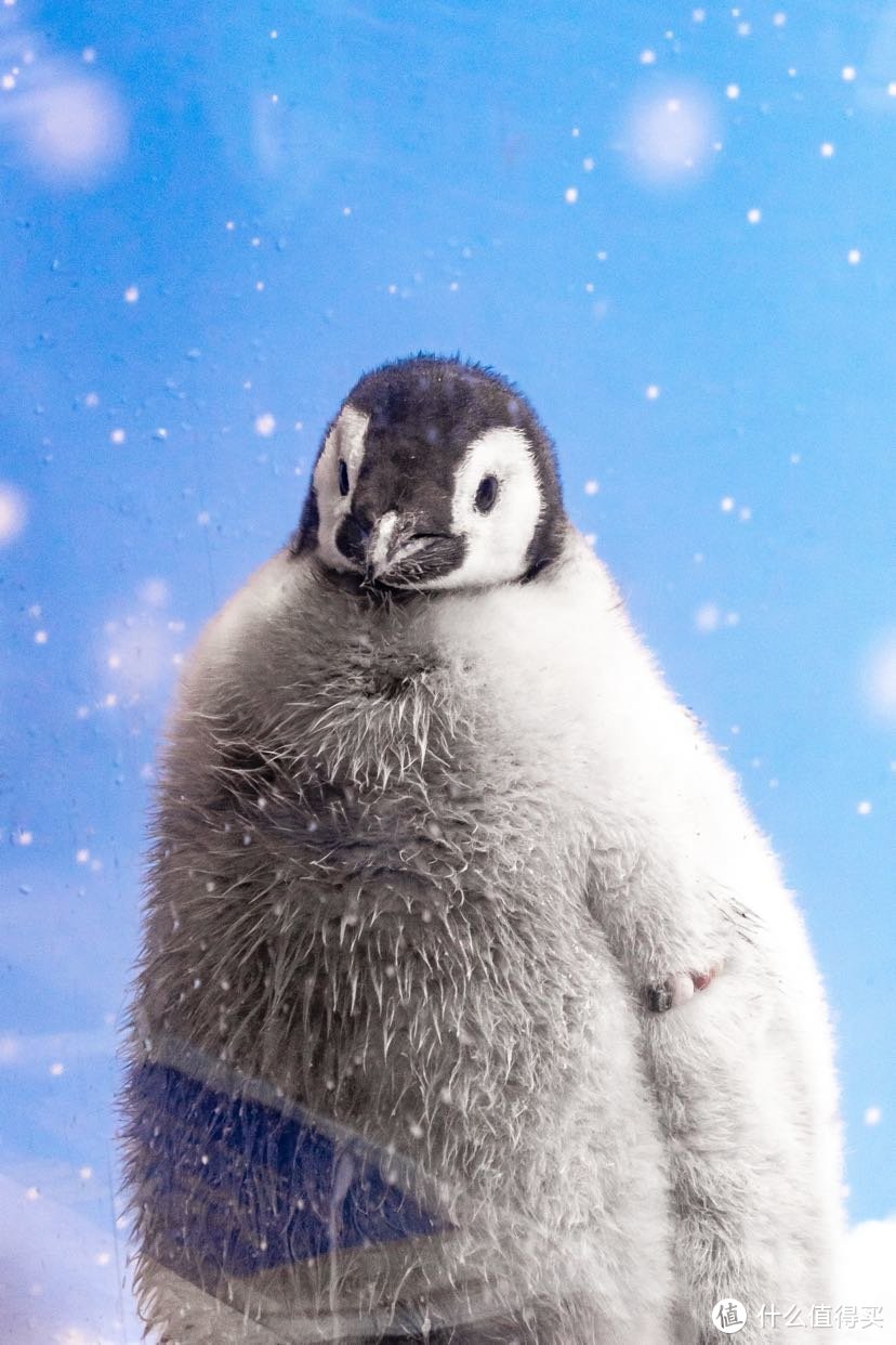 珠海长隆的企鹅宝宝