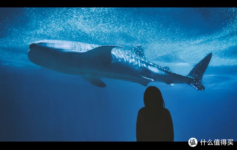 珠海长隆的招牌鲸鲨