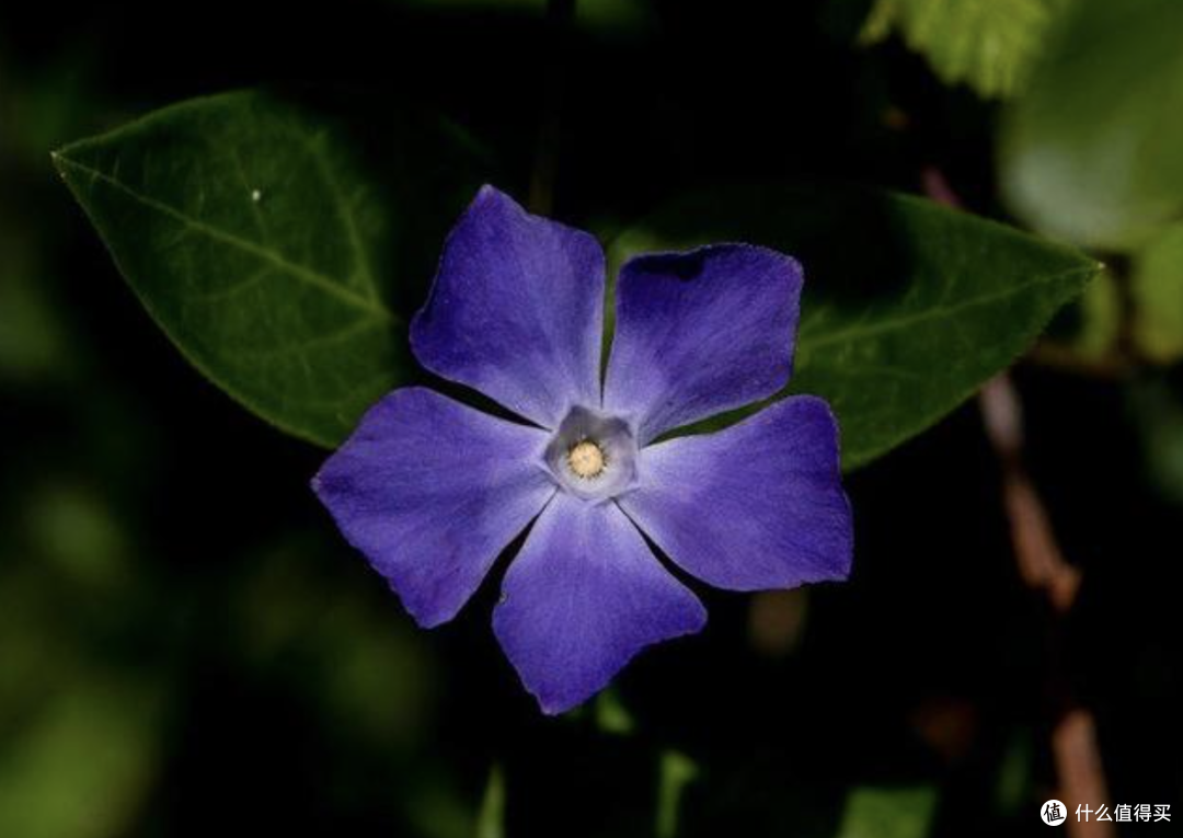 是蓝还是紫 Pantone 22年度流行色怎么搭 这四种万能搭配方法快学起来 女装 什么值得买