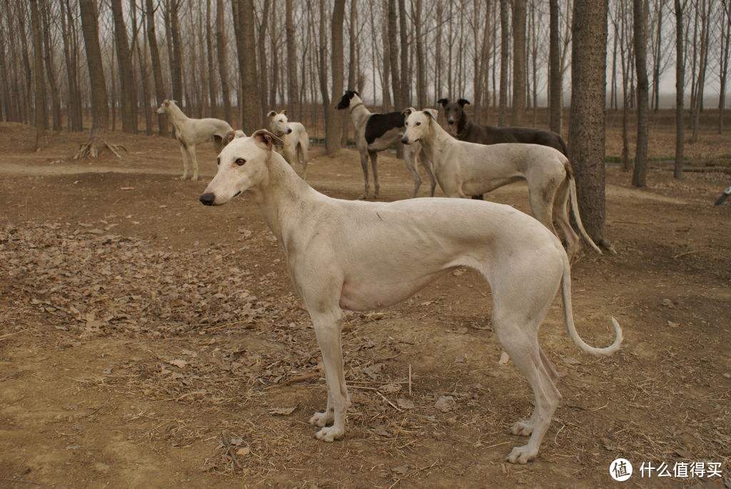 中国原生犬种,主要分为山东细犬,陕西细犬,蒙古细犬,河北细犬四种类型