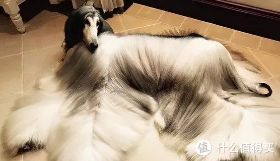 如何拥有一只毛发漂亮的狗狗？--狗狗毛发护理篇