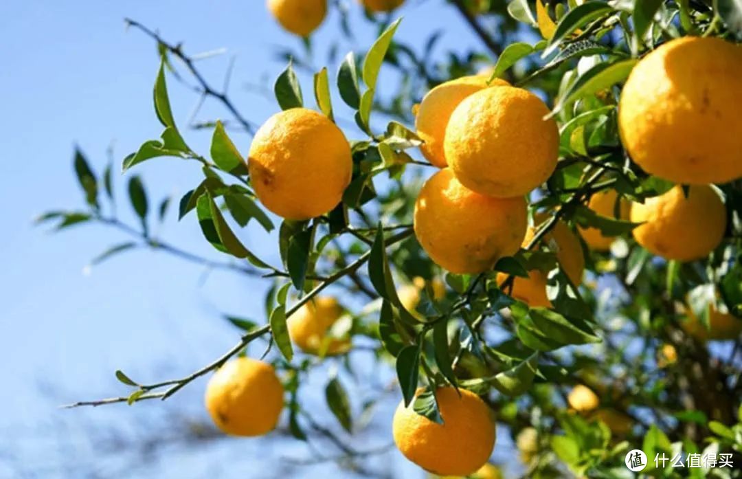 与橘子大小相似的韩国柚子，这才是韩国柚子茶的原材料。©网络