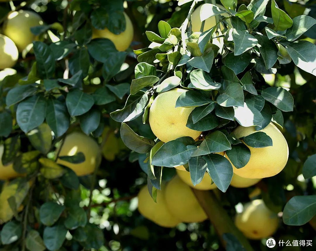 每年九月开始，仙游的空气里弥漫着度尾文旦柚九分甜一丝酸的味道。©摄影胡元骏