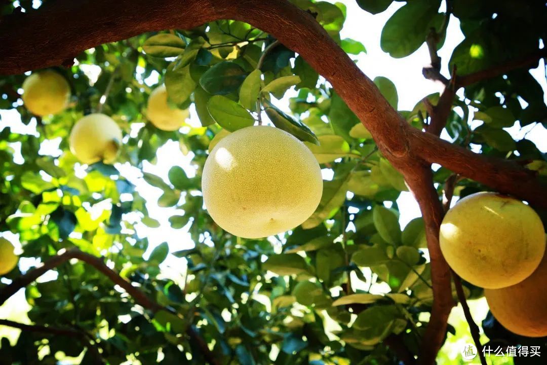 早在明清时代，华安坪山柚就被列为朝廷贡品。©福建华安微信公众号