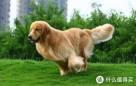 如何拥有一只毛发漂亮的狗狗？--狗狗毛发护理篇