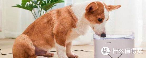 自制狗粮和宠物狗粮哪个好？宠物狗粮怎么选？
