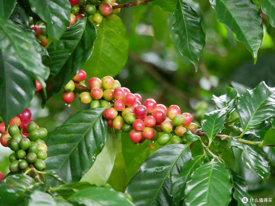 在庄园里看到了卡蒂姆,黄波旁等各种品种的咖啡树,云南的海拔和气候是