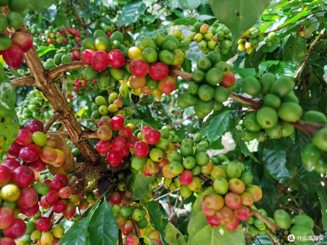 在庄园里看到了卡蒂姆,黄波旁等各种品种的咖啡树,云南的海拔和气候是