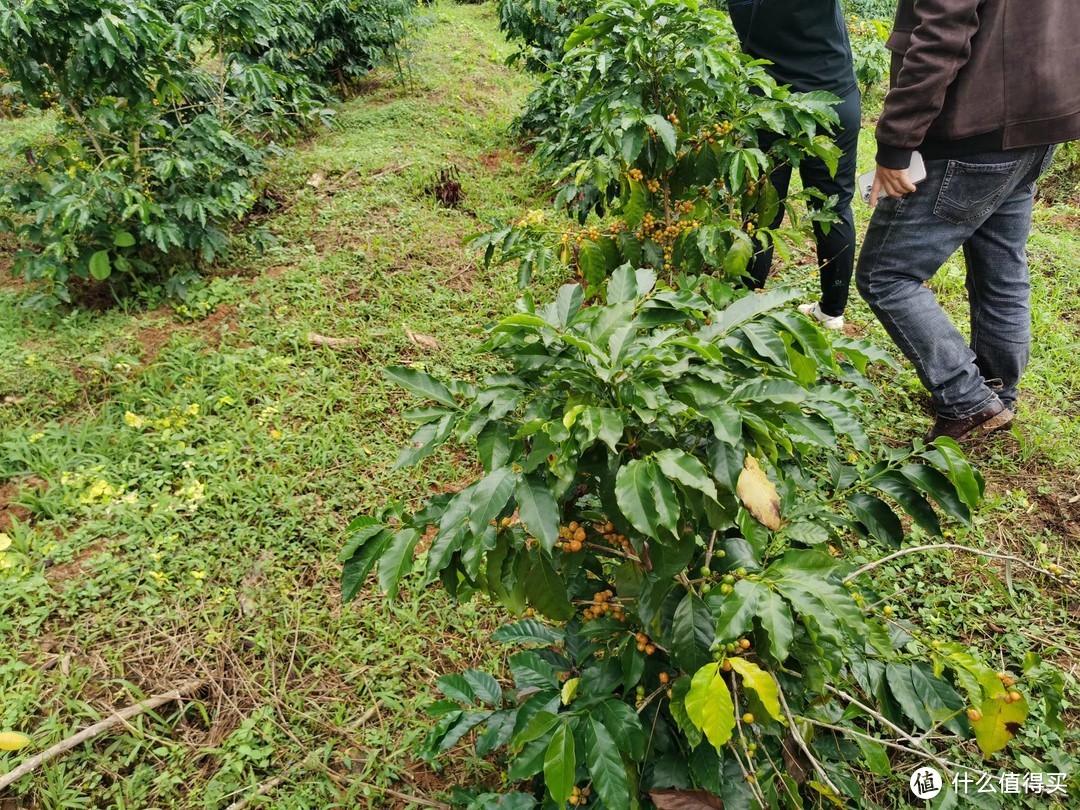 穿越北回归线之旅，我在普洱喝咖啡