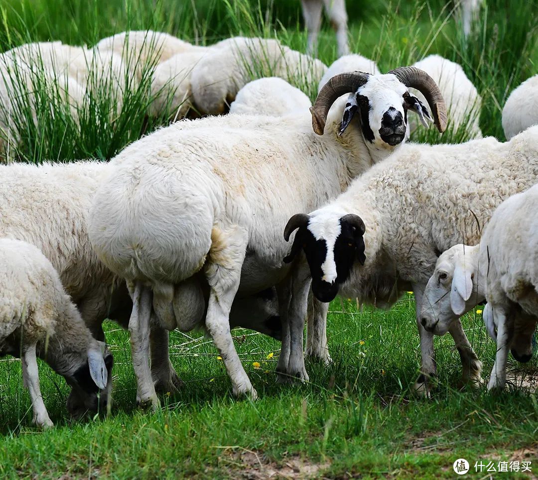 在天然大草场生长起来的乌珠穆沁羊，肉质细嫩，属于涮肉中的高级食材。©图虫创意