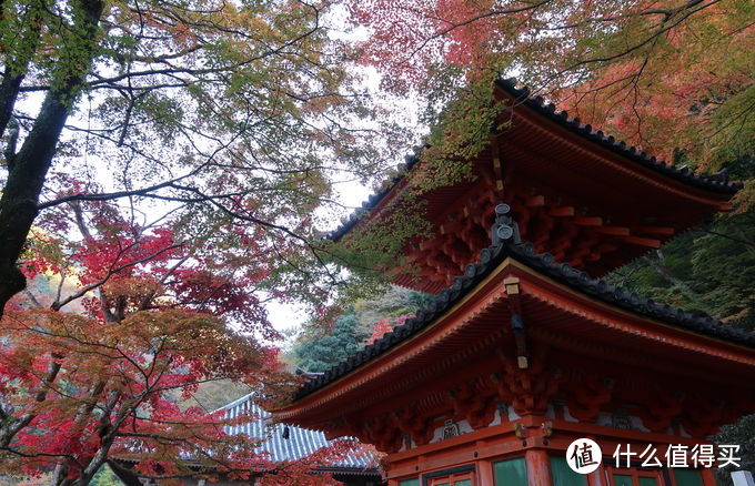 年末旅行总结-为数不多出国的团建大板赏红叶