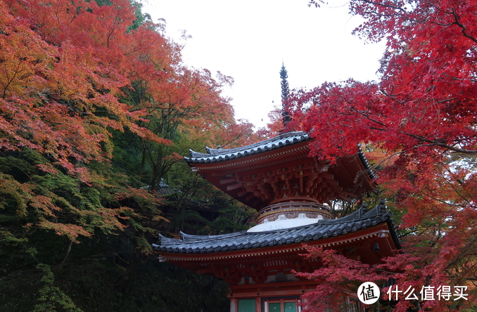 年末旅行总结-为数不多出国的团建大板赏红叶