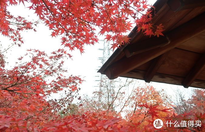 年末旅行总结-为数不多出国的团建大板赏红叶