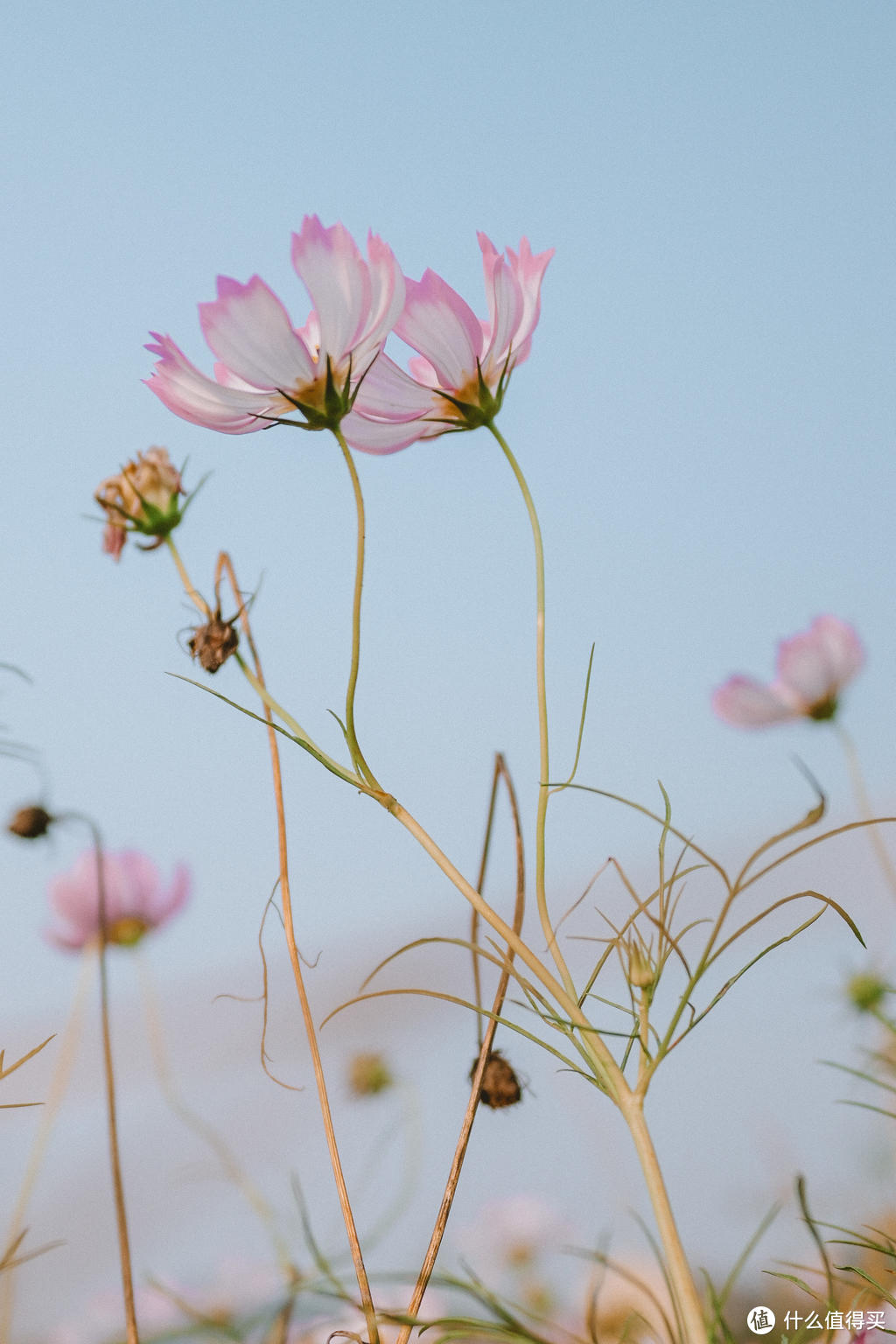 我的2021年摄影精选100图——用尼康Z拍摄的一年（Z7ii+Z6ii+Z5+Zfc)