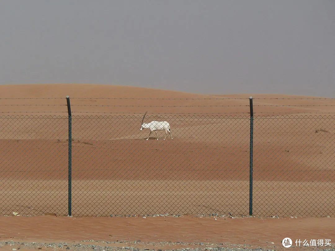 位于阿曼的阿拉伯羚羊保护区，在2007年由于保护不当被世界遗产委员会除名 ©Wikipedia