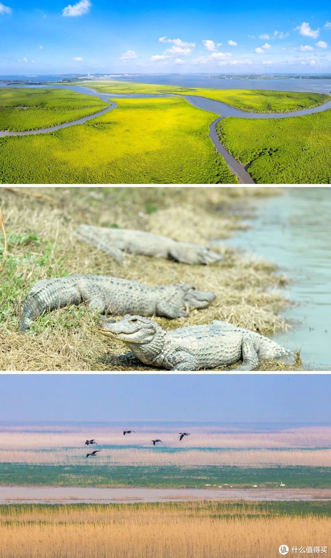 东寨港、扬子鳄保护区、鄱阳湖皆是首批中国世界遗产预备名单项目  ©图虫创意/网络