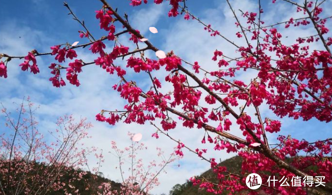 2021旅行游记总结-单人独自春游游记 享受樱花圣地 洗涤心灵